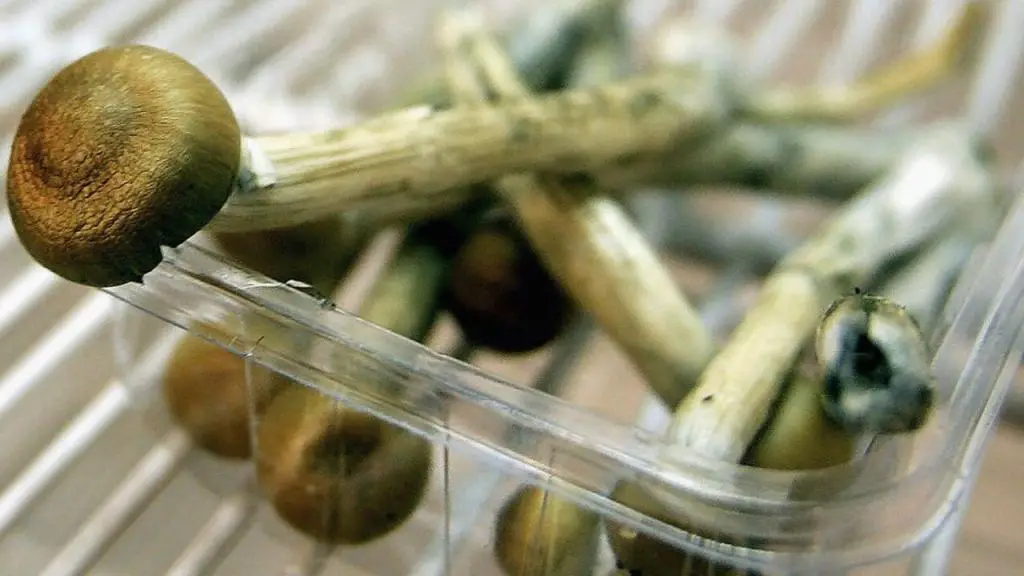 mushroom for anxiety